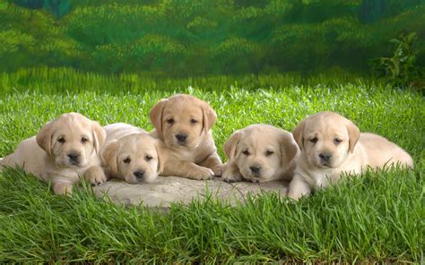 Puppies Puppies Wallpaper 16436771 Fanpop