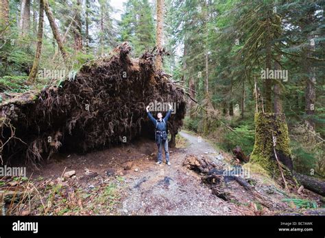 Old Growth Forest In Carmanah Walbran Provincial Park Vancouver Island