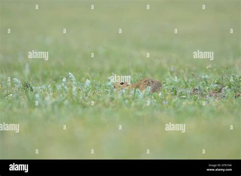 Funny Gopher Hiding In The Grass Stock Photo Alamy