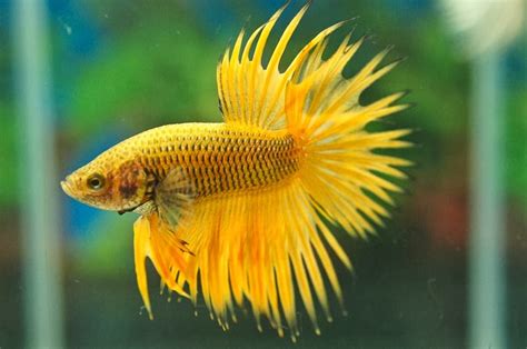 Now i am closing fish sales for the year until temperatures warm. JOE'S AQUAWORLD FOR EXOTIC FISHES MUMBAI INDIA 9833898901 ...