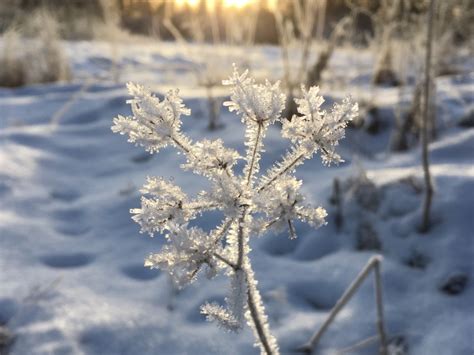Winter Nature In Finland A Frozen Meadow Flower Routes