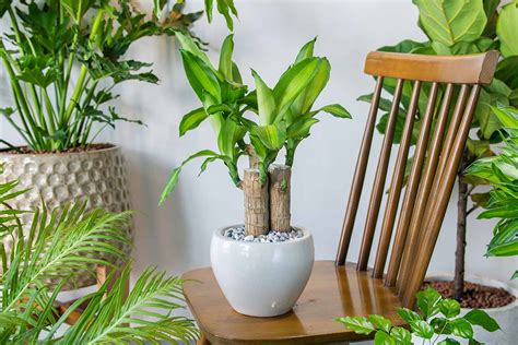 When And How To Prune Dracaena Gardeners Path