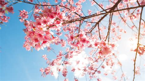 fondos de pantalla 1920x1080 floración de árboles rama sakura cerezo naturaleza descargar imagenes