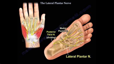 The Lateral Plantar Nerve - Everything You Need To Know - Dr. Nabil