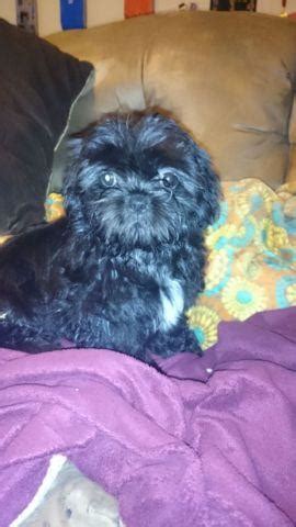 Looking for imperial shih tzu, teacup shih tzu, imperial shih tzu for sale. Shih tzu puppies for sale! for Sale in Sacramento ...