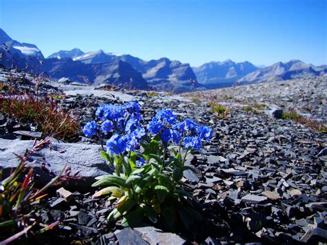 Or, you can plant tall or thorny plants around your flower beds, like rose bushes, so dogs can't get into them. Free Images : landscape, nature, wilderness, flower, bloom ...