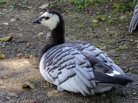 The barnacle goose (branta leucopsis) belongs to the genus branta of black geese, which contains species with largely black plumage, distinguishing them from the grey anser species. IDENTIFY BARNACLE GOOSE - WWT SLIMBRIDGE