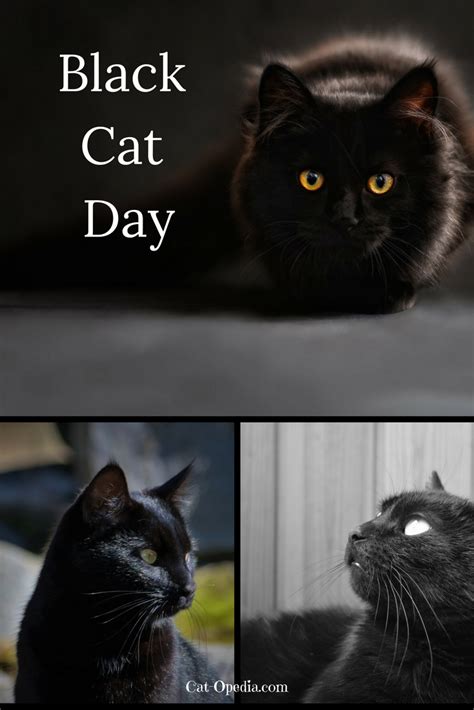Black Cat Day Blackcatday Cat Opedia Black Cat Day National Black