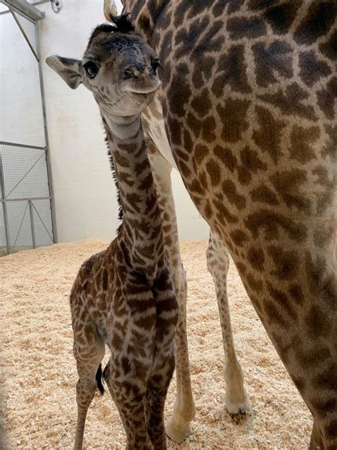 Download transparent giraffe png for free on pngkey.com. Cincinnati Zoo's Giraffe Super Parents Welcome a New Baby ...