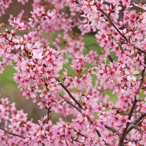 Prunus Okame Holly Days Nursery And Landscaping