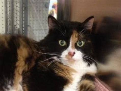 Calico Callie Declawed Large Adult Female Cat For Sale In
