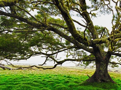 A Photo Guide To Hawaiis Majestic Trees Tree Hawaii Nature