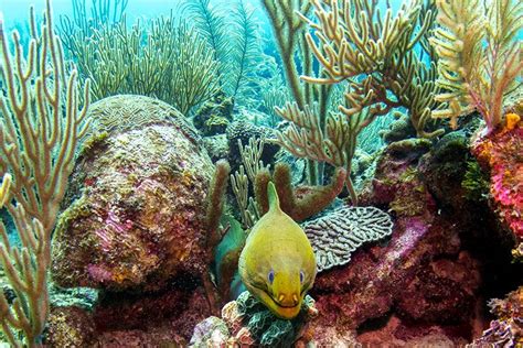 Green Moray Eel Belize Barrier Reef Nurse Shark Ambergris Caye Coral