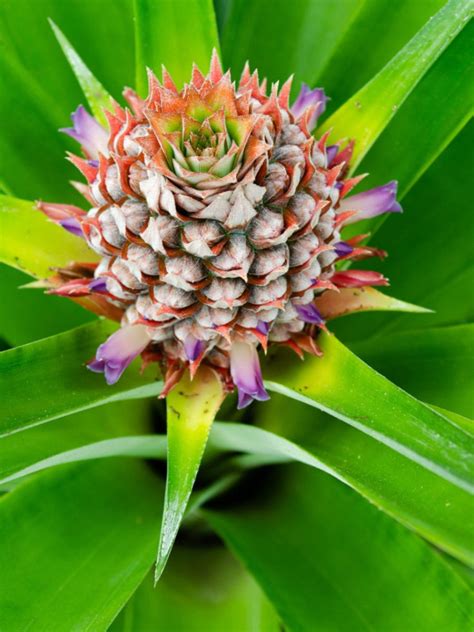 Pineapple Flowering Houseplant - How To Grow Pineapple Bromeliad ...