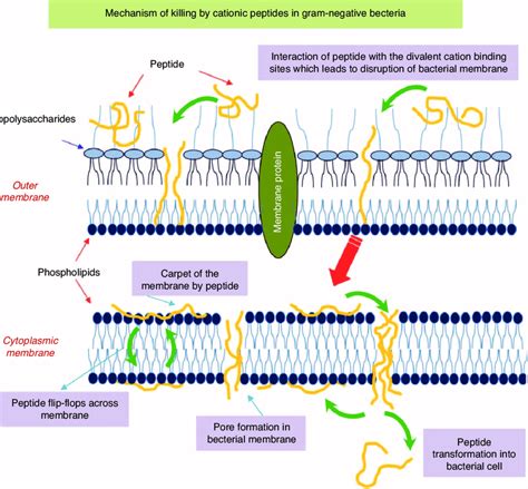 A Model Of The Cell Membrane Antibacterial Peptide Interaction In Download Scientific Diagram