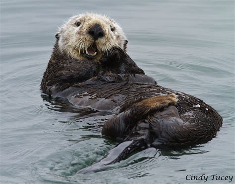 7 Fun Facts About Sea Otters