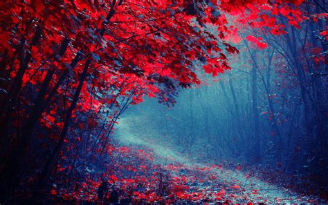 Wallpaper Red Leaves Forest Road Trees Autumn Mist Trail 1920x1200