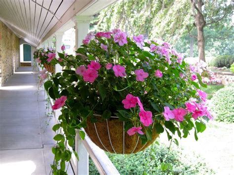If growing impatiens plants in containers then first completely remove any old soil, sterilise the container inside and out and use fresh compost. impatient and trailing vinca hanging basket for front ...