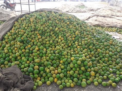 Fresh Oranges Nagpur At Rs 24000ton Kalamna Market Road Nagpur