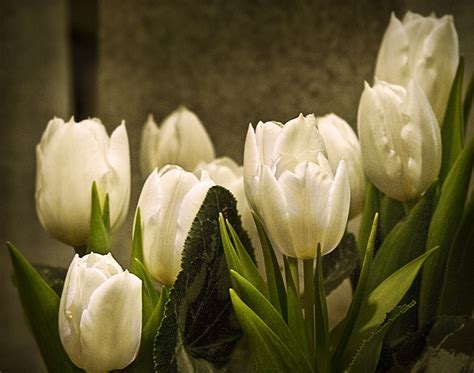 Online Crop Five White Tulips Hd Wallpaper Wallpaper Flare