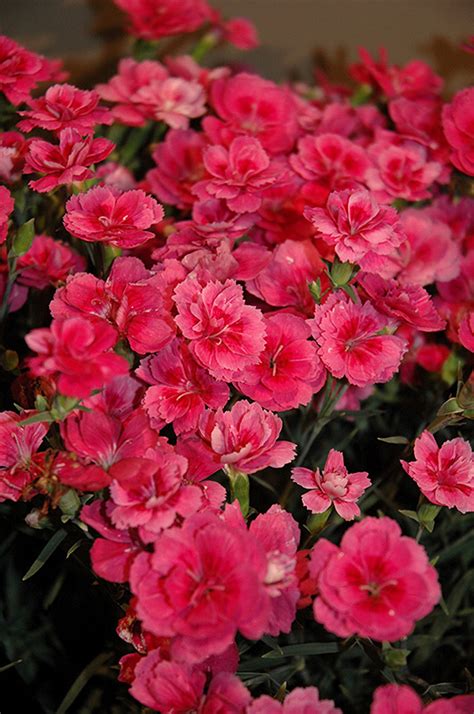 For example, the phlox paniculata 'eva callum' has clusters of small pink, almost mauve flowers with dark pink centers. Everlast™ Dark Pink Dianthus (Dianthus 'EverLast Dark Pink ...
