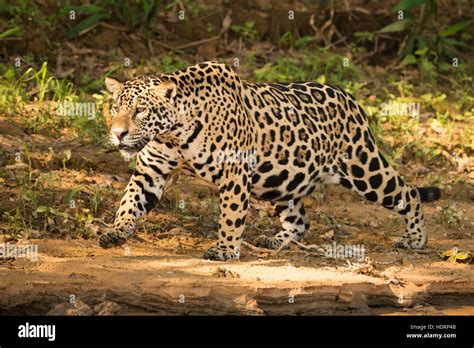 Jaguar Panthera Onca Prowling Beside River In Dappled Sunlight Mato