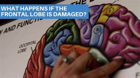 What Happens If The Frontal Lobe Is Damaged Youtube