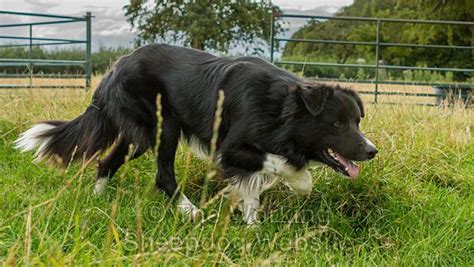 Teach Your Sheepdog To Drive Sheep Or Other Livestock