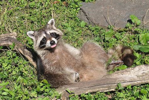 Picture 3 Of 9 Raccoon Procyon Lotor Pictures And Images Animals