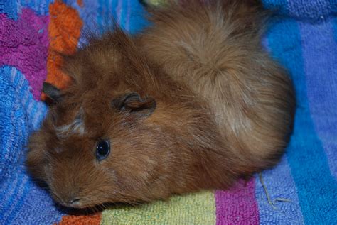 Fluffy Male Short Hair Guinea Pig In Nsw Petrescue