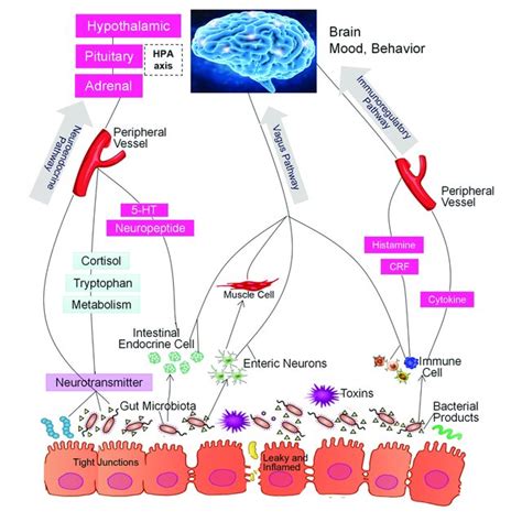 The Intestinal Microbiota Regulate Brain Function Through The