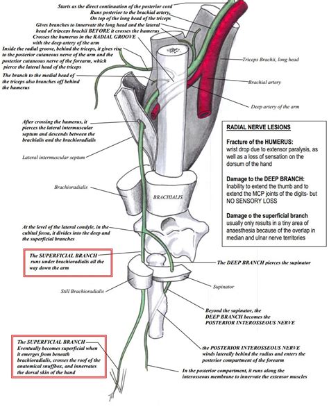 Radial Nerve Anatomical Course And Lesions Deranged Physiology