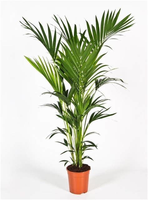 Kentia Palm 240cm Heyplants