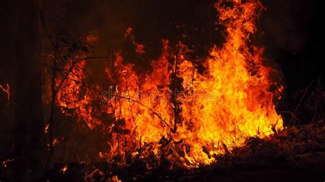 The Fire Is Burning The Forest At Night Stock Image Image Of