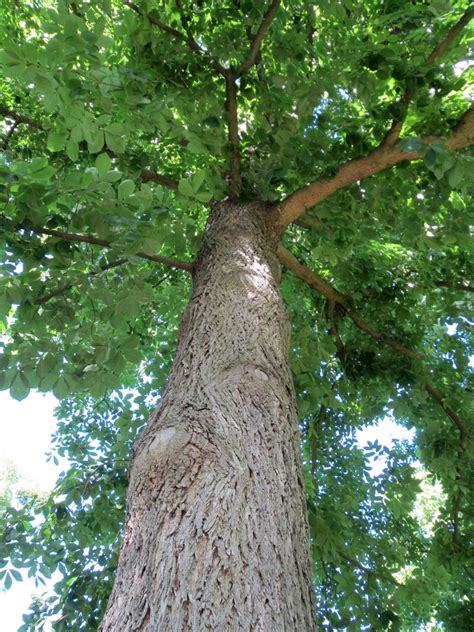 Carya Cordiformis Tree Species Calculator List