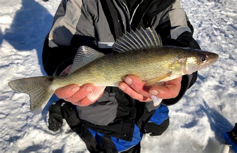 How To Go Ice Fishing On Lake Of The Woods The Complete Guide Updated
