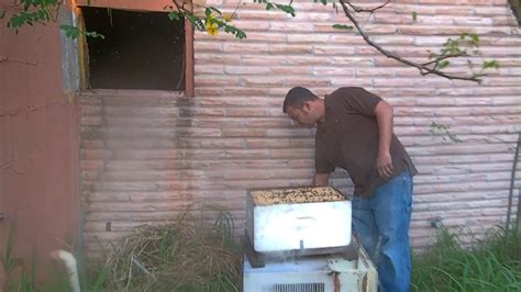 Honey Bee Hive Removal Exposed Hive Indoors By Luis Slayton Of Bee Strong Honey And Bee Removal