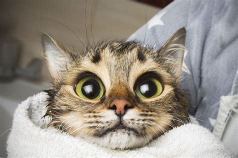 Cat With Big Eyes Cat With Big Eyes In Shock After Bathing In A