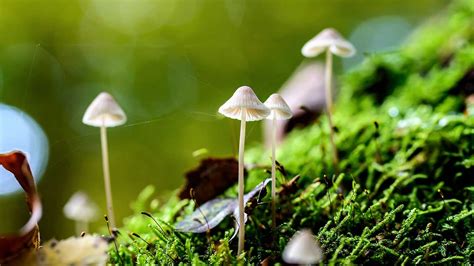 16 Fascinating Facts About Fungi Leaf And Limb