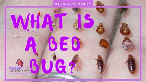 What Are Bed Bugs What Can I Use For Bed Bug Bites How Big Are Bed
