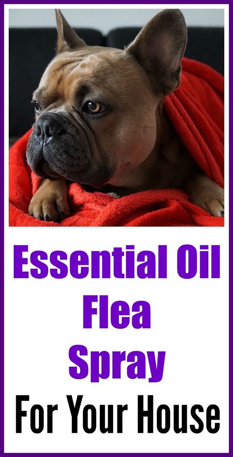 Homemade Flea Spray For House With Essential Oils Organic Palace