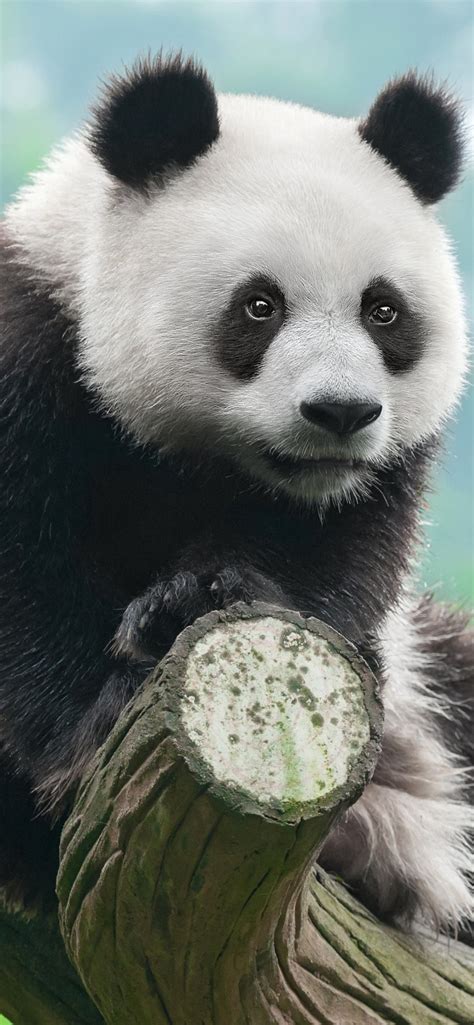 Best Giant Pandas Iphone Hd Wallpapers Ilikewallpaper