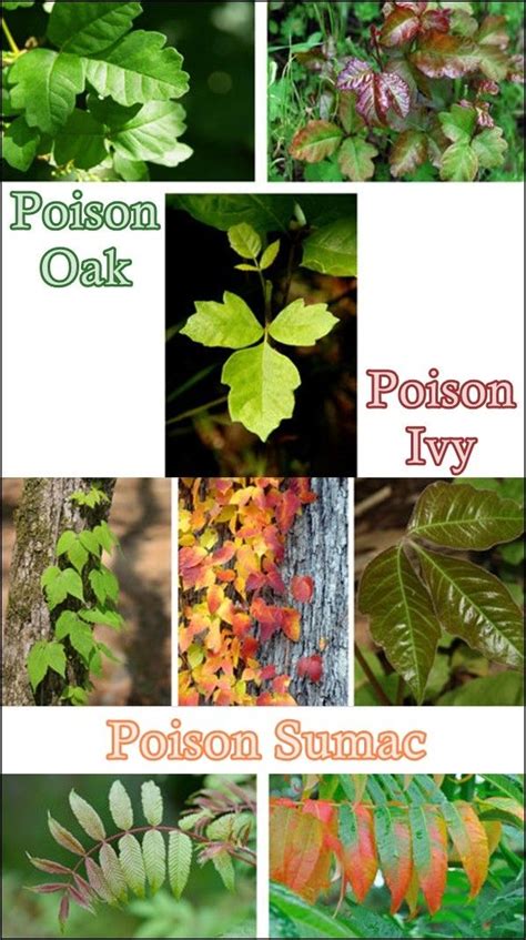 Identify Poison Oak Poison Ivy Poison Sumac Plants Poison Ivy Plants