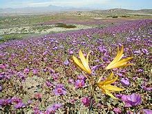 Wildlife Of Chile Wikipedia