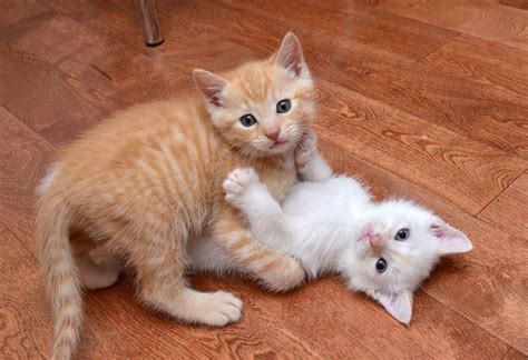 Orange And White Kittens Cats Pinterest