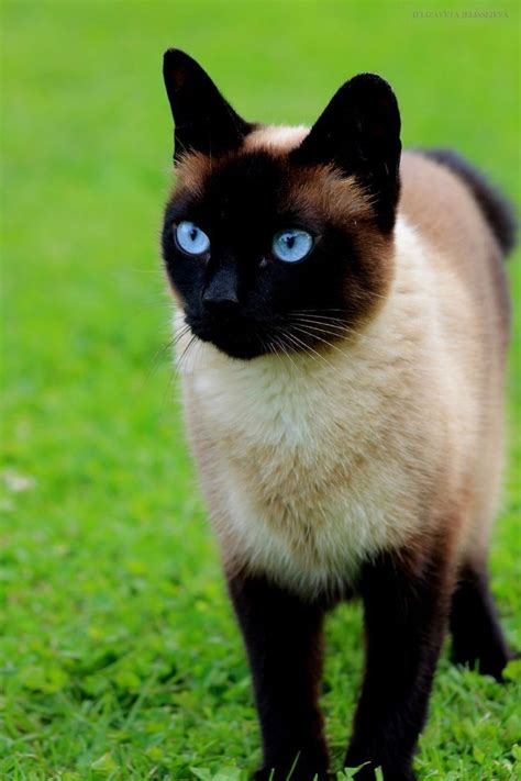 A Siamese Cat With Blue Eyes Standing In The Grass Looking At The Camera