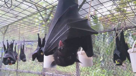 Orphaned Rescued In Care Megabat Black Flying Fox Fruit Bat Youtube
