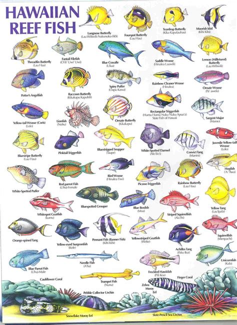 Hawaiian Reef Fish Guide Grew Up Swimming And Bamboo Fishing For These