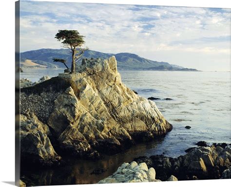 The Lone Cypress Tree On The Coast Carmel California Wall Art Canvas