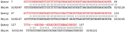 Blast Alignment Results Of Query Nucleotide Sequences Ez188 In Red